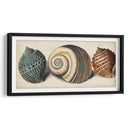 Shell Trio I - Vision Studio | Cuadro decorativo de Canvas Lab