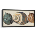 Shell Trio I - Vision Studio | Cuadro decorativo de Canvas Lab