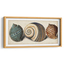 Shell Trio I - Vision Studio | Cuadro decorativo de Canvas Lab