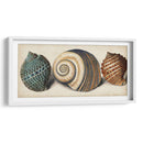 Shell Trio I - Vision Studio | Cuadro decorativo de Canvas Lab