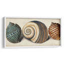 Shell Trio I - Vision Studio | Cuadro decorativo de Canvas Lab