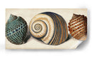 Shell Trio I - Vision Studio | Cuadro decorativo de Canvas Lab