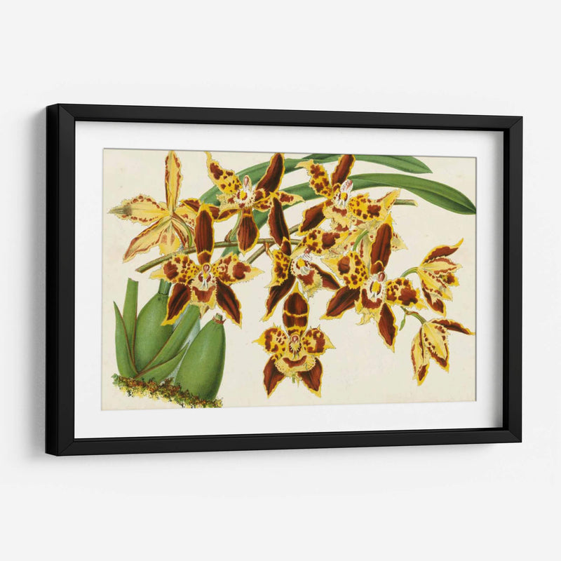 Orquídeas Agraciadas I - Stroobant | Cuadro decorativo de Canvas Lab