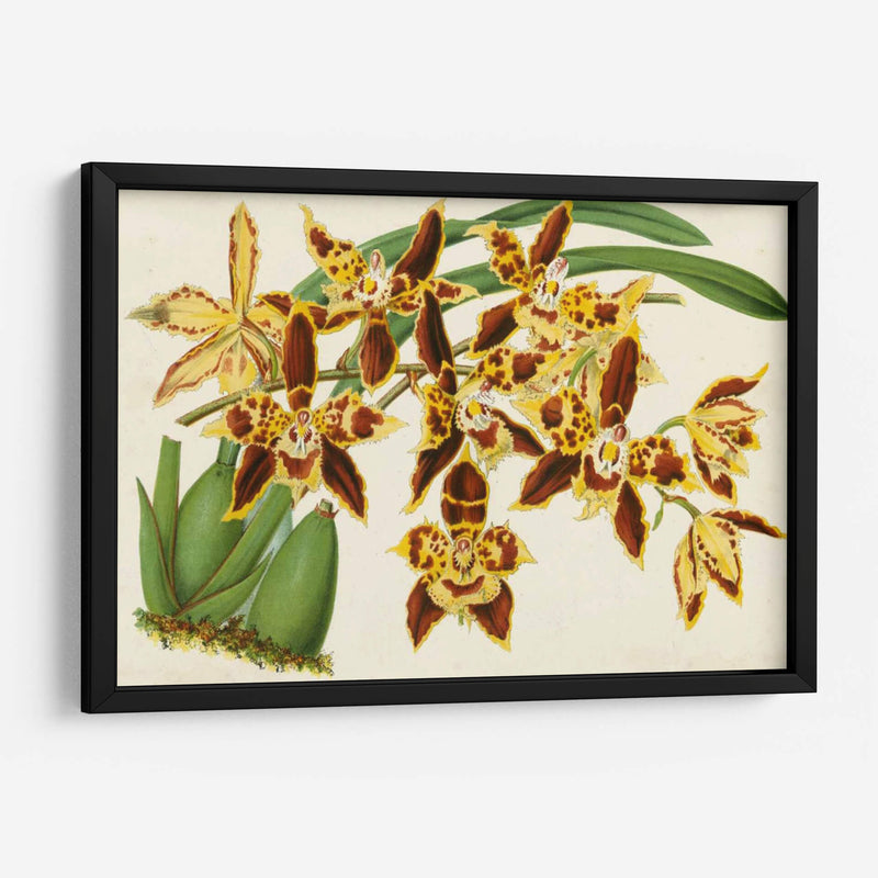 Orquídeas Agraciadas I - Stroobant | Cuadro decorativo de Canvas Lab