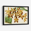Orquídeas Agraciadas I - Stroobant | Cuadro decorativo de Canvas Lab