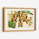 Orquídeas Agraciadas I - Stroobant | Cuadro decorativo de Canvas Lab