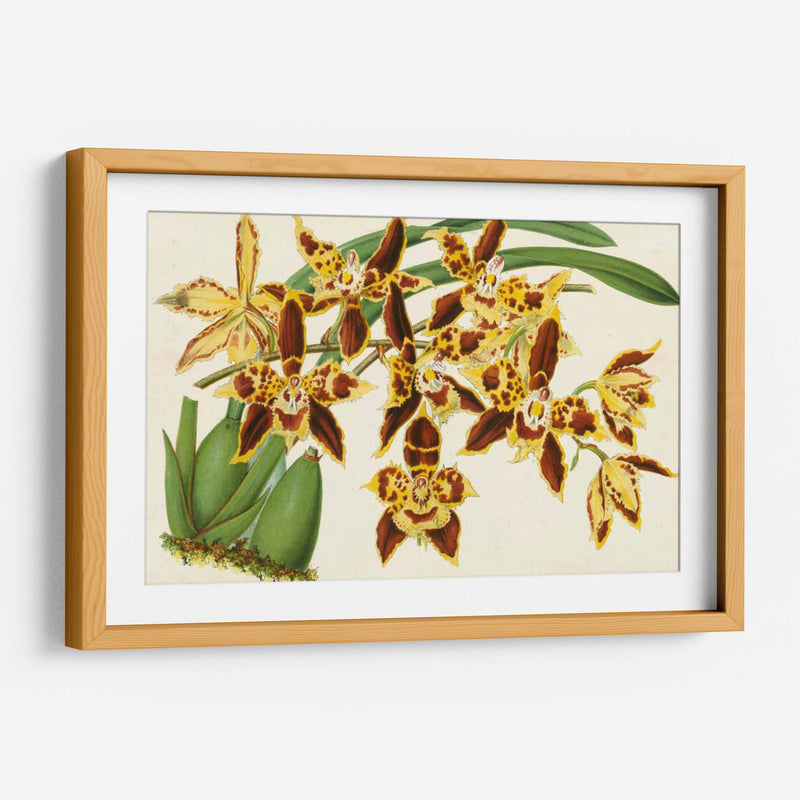 Orquídeas Agraciadas I - Stroobant | Cuadro decorativo de Canvas Lab