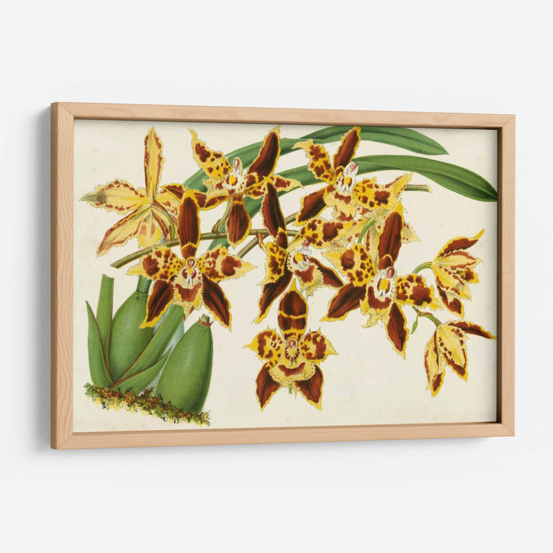 Orquídeas Agraciadas I - Stroobant | Cuadro decorativo de Canvas Lab