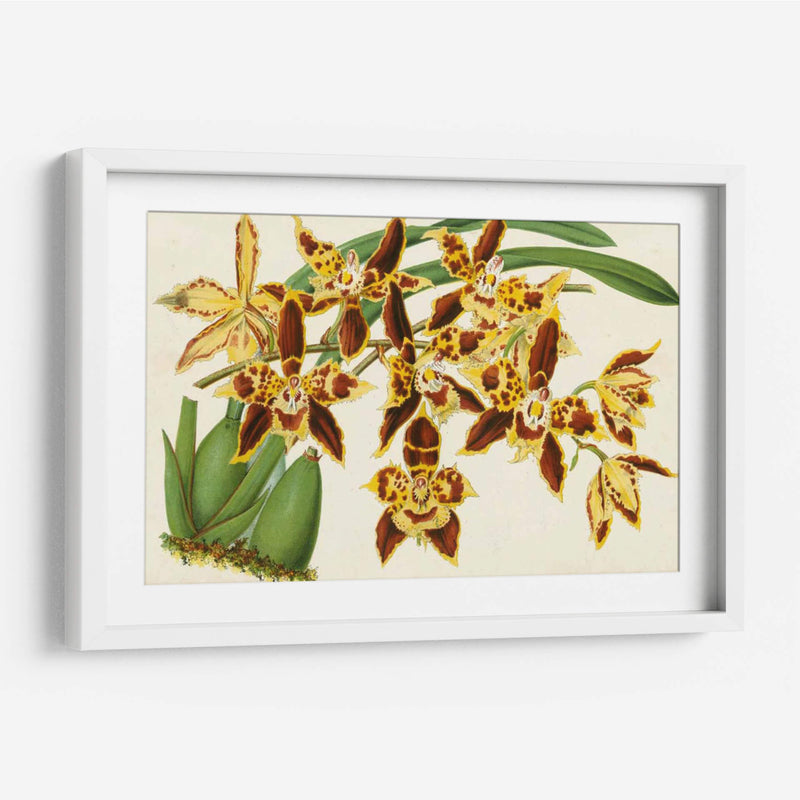 Orquídeas Agraciadas I - Stroobant | Cuadro decorativo de Canvas Lab