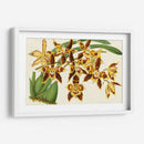 Orquídeas Agraciadas I - Stroobant | Cuadro decorativo de Canvas Lab