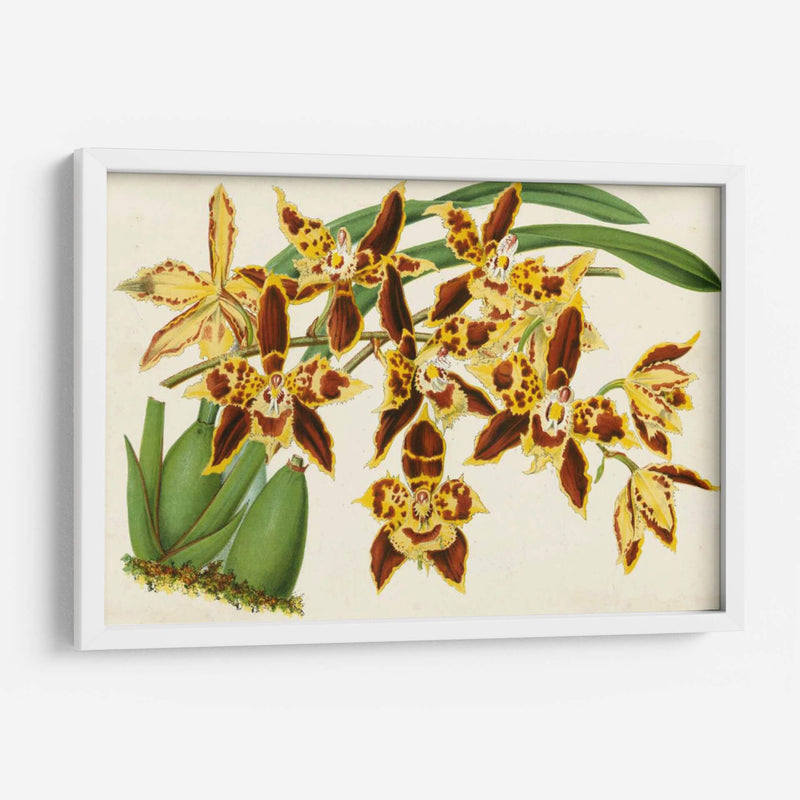 Orquídeas Agraciadas I - Stroobant | Cuadro decorativo de Canvas Lab
