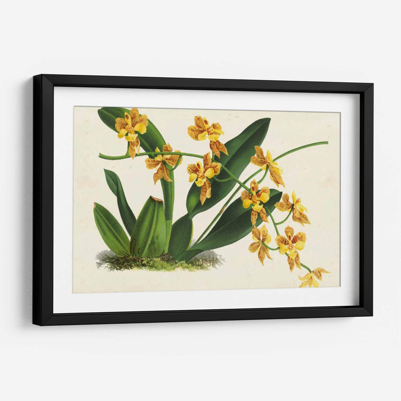 Orquídeas Agraciadas Iii - Stroobant | Cuadro decorativo de Canvas Lab