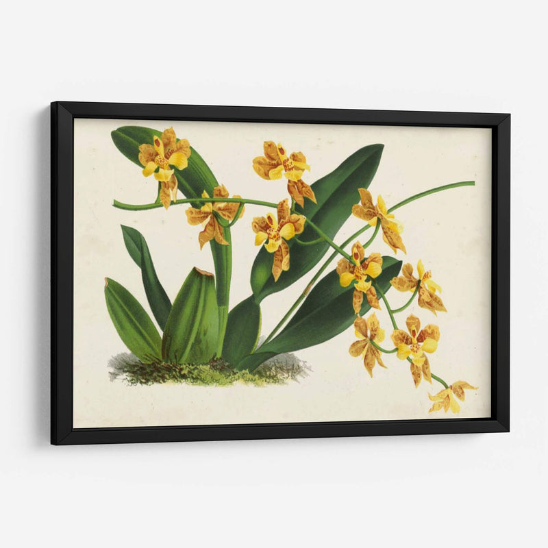 Orquídeas Agraciadas Iii - Stroobant | Cuadro decorativo de Canvas Lab