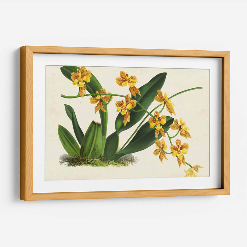 Orquídeas Agraciadas Iii - Stroobant | Cuadro decorativo de Canvas Lab