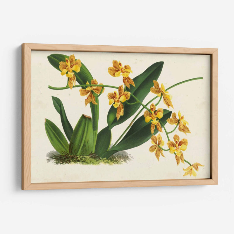 Orquídeas Agraciadas Iii - Stroobant | Cuadro decorativo de Canvas Lab