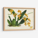 Orquídeas Agraciadas Iii - Stroobant | Cuadro decorativo de Canvas Lab