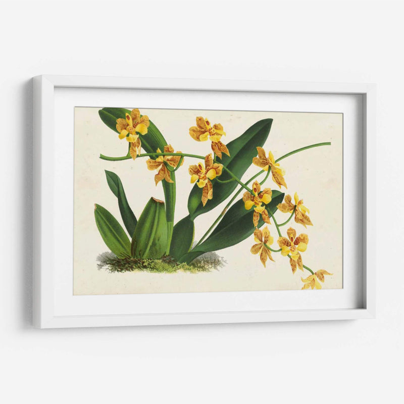 Orquídeas Agraciadas Iii - Stroobant | Cuadro decorativo de Canvas Lab