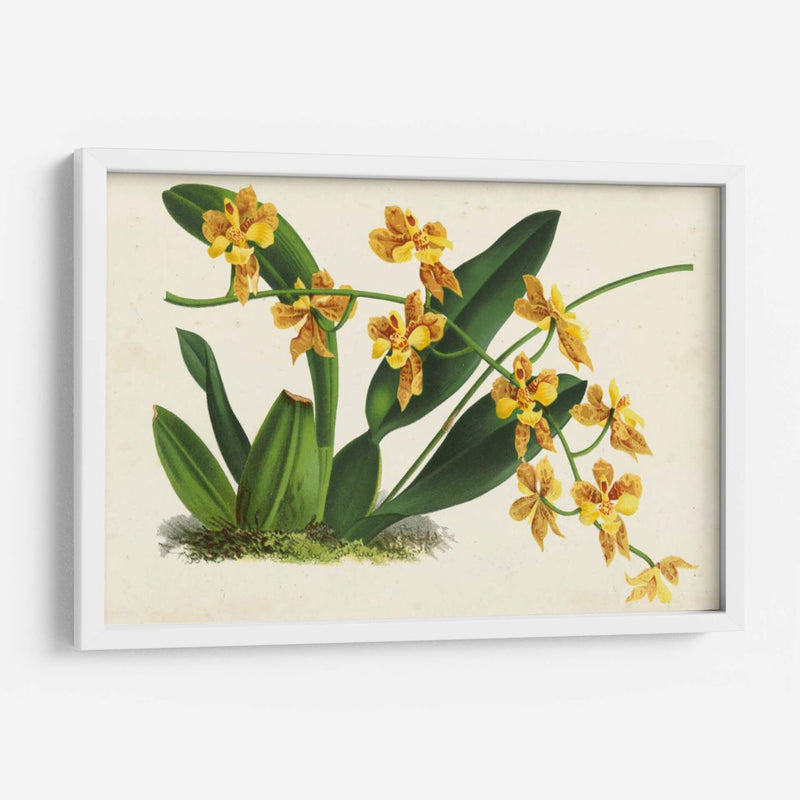 Orquídeas Agraciadas Iii - Stroobant | Cuadro decorativo de Canvas Lab