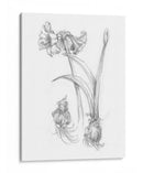 Bosquejo Botánico Iv - Ethan Harper | Cuadro decorativo de Canvas Lab
