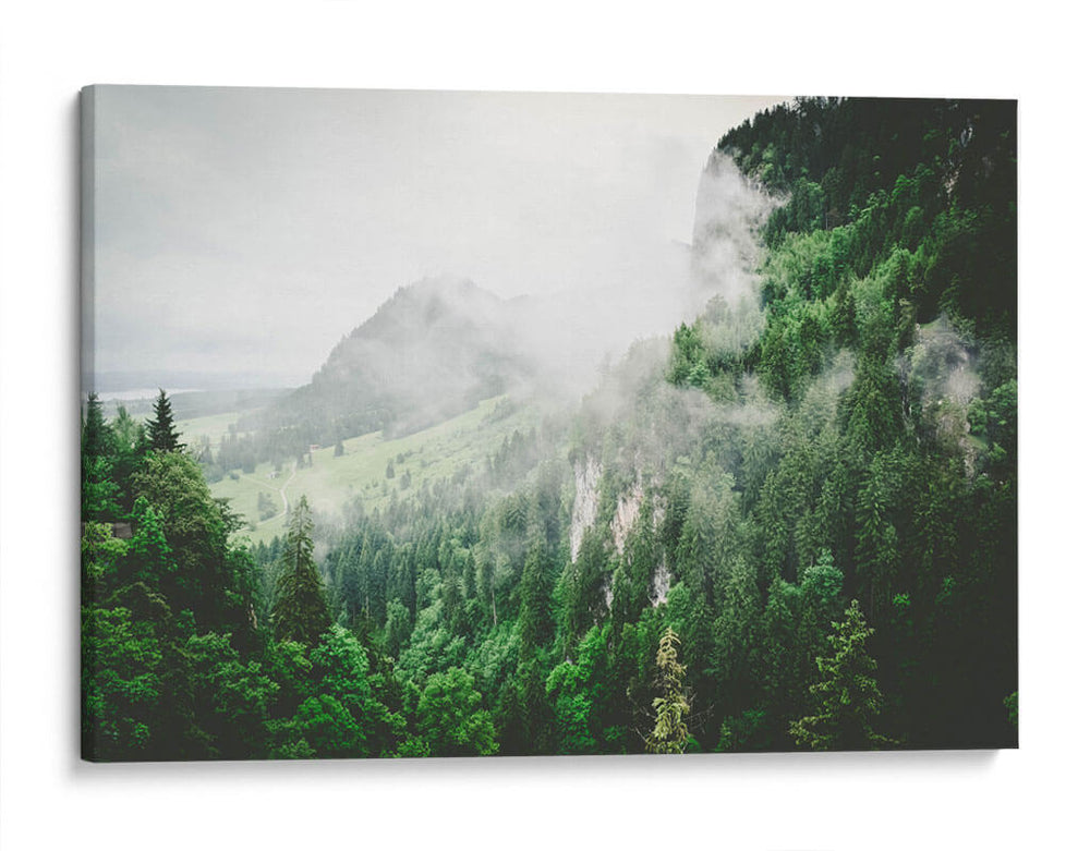 Bruma entre los pinos | Cuadro decorativo de Canvas Lab