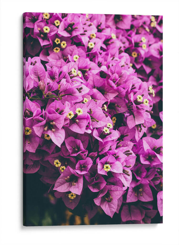 Bugambilias | Cuadro decorativo de Canvas Lab