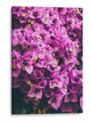 Bugambilias | Cuadro decorativo de Canvas Lab