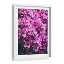 Bugambilias | Cuadro decorativo de Canvas Lab