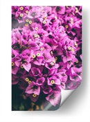 Bugambilias | Cuadro decorativo de Canvas Lab