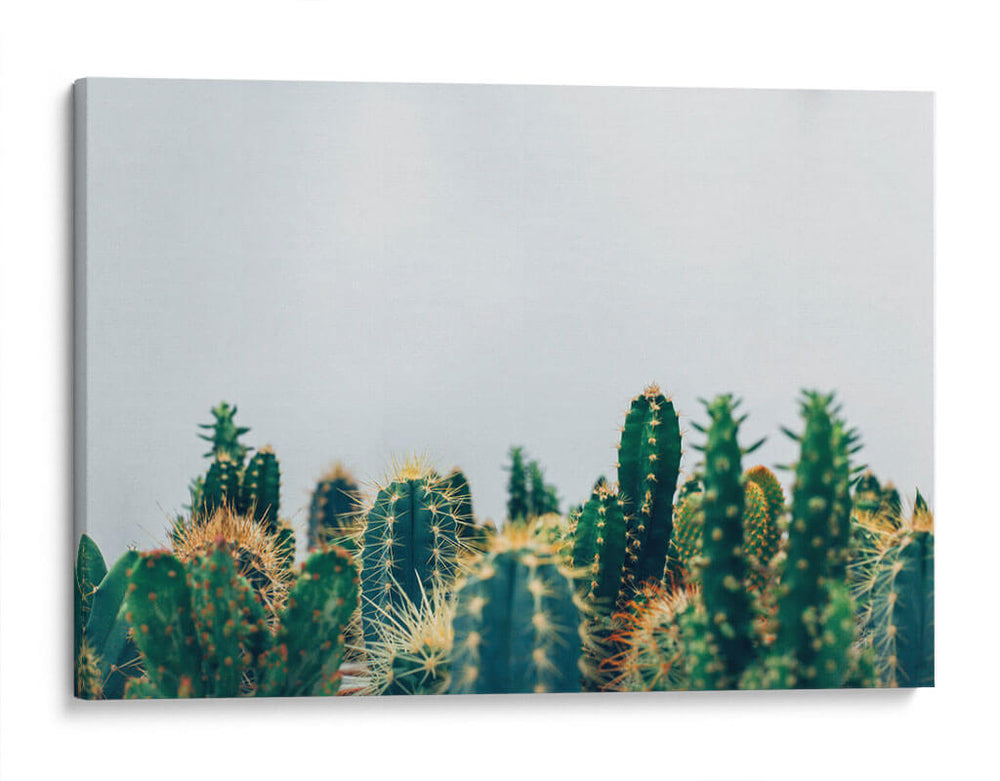 Cacti tips | Cuadro decorativo de Canvas Lab