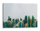 Cacti tips | Cuadro decorativo de Canvas Lab