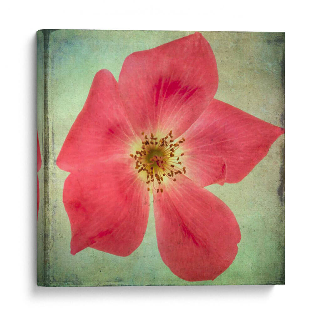 Exuberantes Florales Vintage Vii - Honey Malek | Cuadro decorativo de Canvas Lab