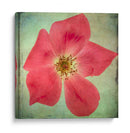 Exuberantes Florales Vintage Vii - Honey Malek | Cuadro decorativo de Canvas Lab