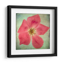 Exuberantes Florales Vintage Vii - Honey Malek | Cuadro decorativo de Canvas Lab