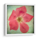 Exuberantes Florales Vintage Vii - Honey Malek | Cuadro decorativo de Canvas Lab