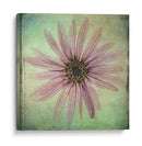 Exuberantes Florales Vintage Viii - Honey Malek | Cuadro decorativo de Canvas Lab