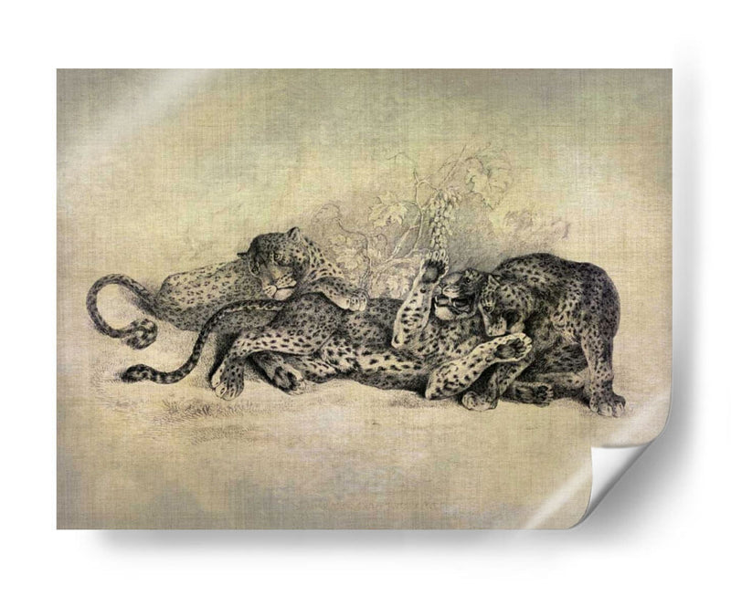 Gatos Grandes I - John Butler | Cuadro decorativo de Canvas Lab