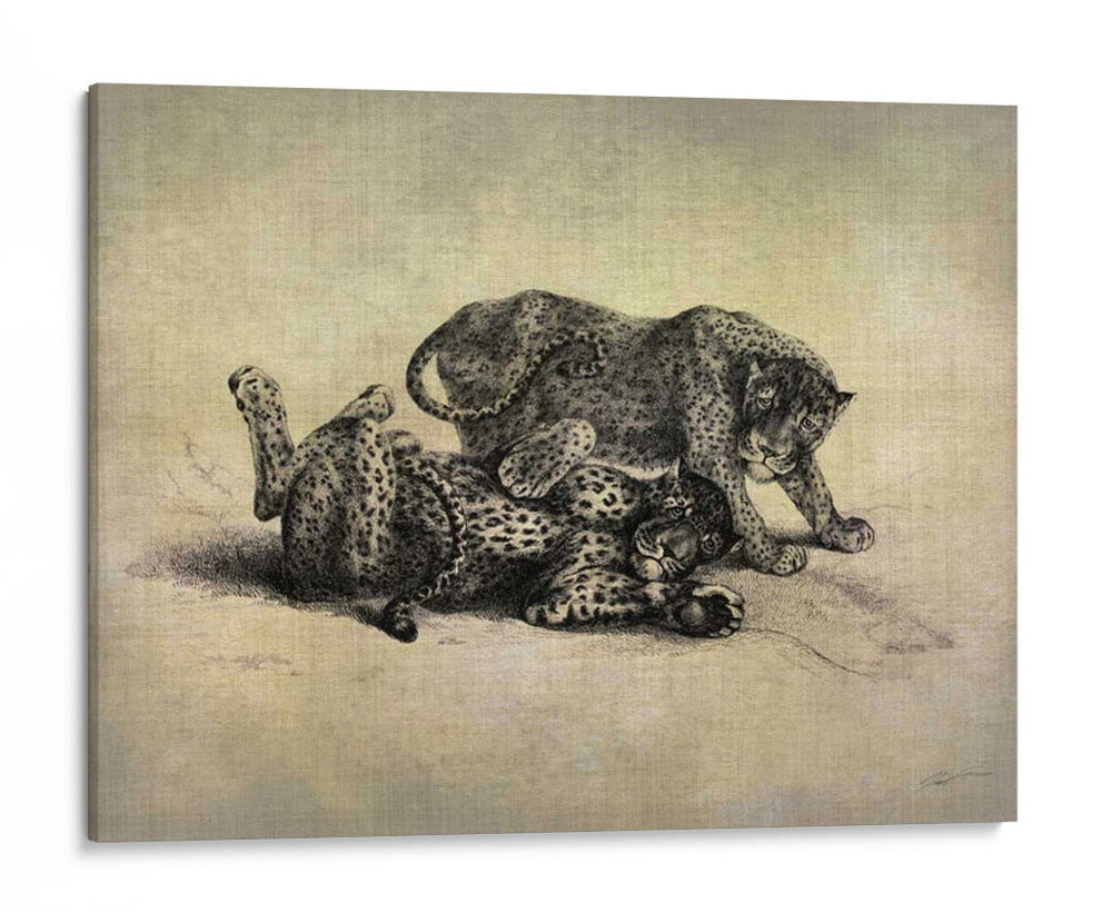 Grandes Gatos Ii - John Butler | Cuadro decorativo de Canvas Lab