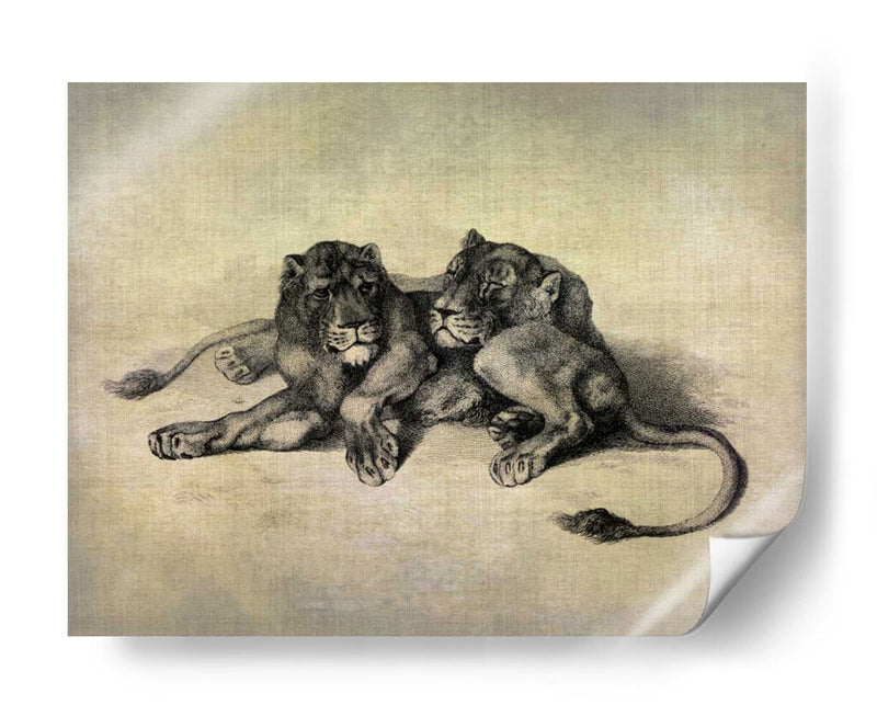 Gatos Grandes Iii - John Butler | Cuadro decorativo de Canvas Lab