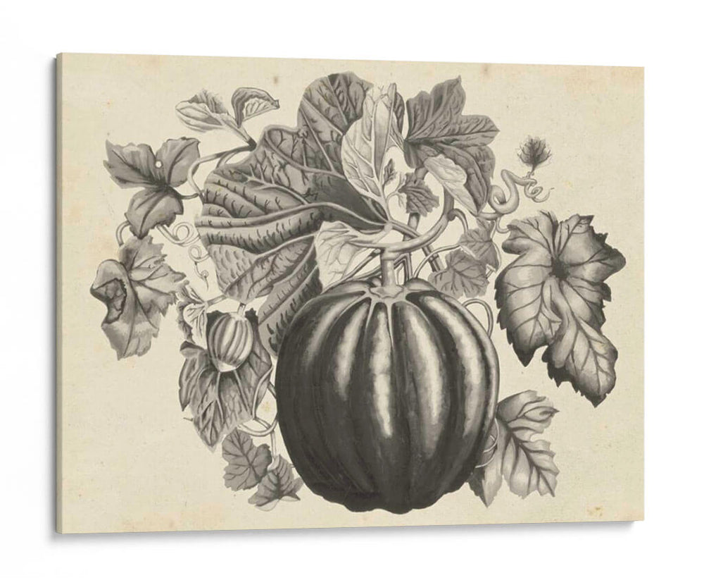 Sepia Squash I - Naomi McCavitt | Cuadro decorativo de Canvas Lab