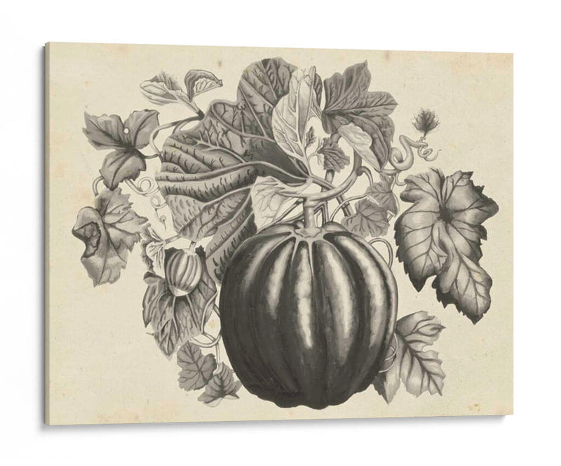 Sepia Squash I - Naomi McCavitt | Cuadro decorativo de Canvas Lab