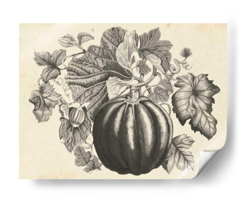 Sepia Squash I - Naomi McCavitt | Cuadro decorativo de Canvas Lab