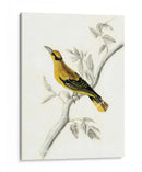 Aviario Rústico Ii - Naomi McCavitt | Cuadro decorativo de Canvas Lab