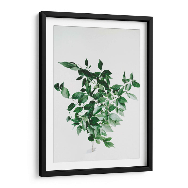 Composición de hojas sobre fondo blanco | Cuadro decorativo de Canvas Lab