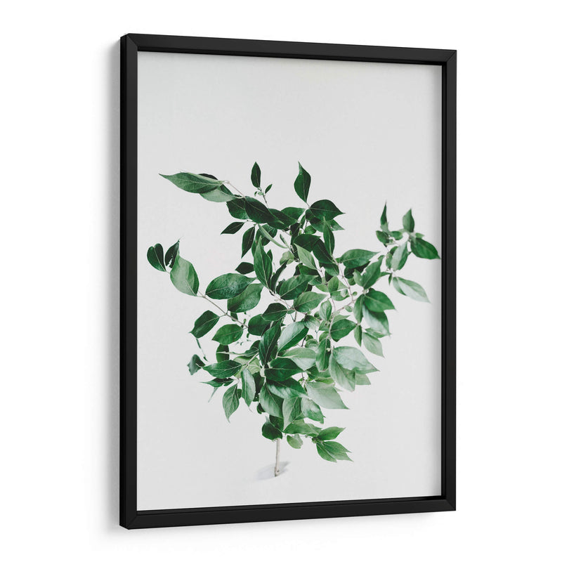 Composición de hojas sobre fondo blanco | Cuadro decorativo de Canvas Lab