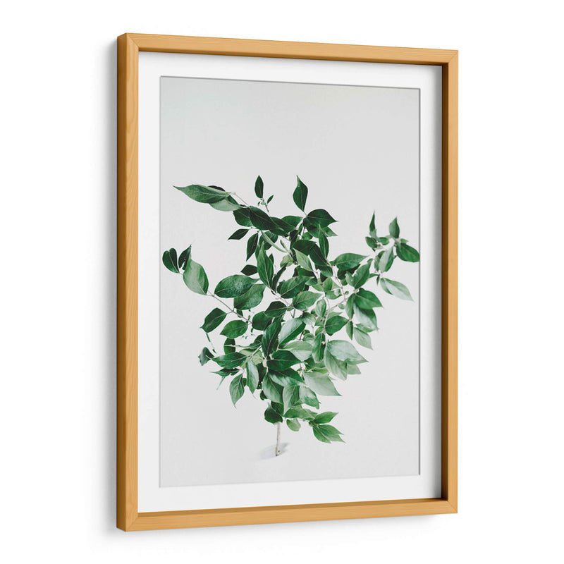 Composición de hojas sobre fondo blanco | Cuadro decorativo de Canvas Lab