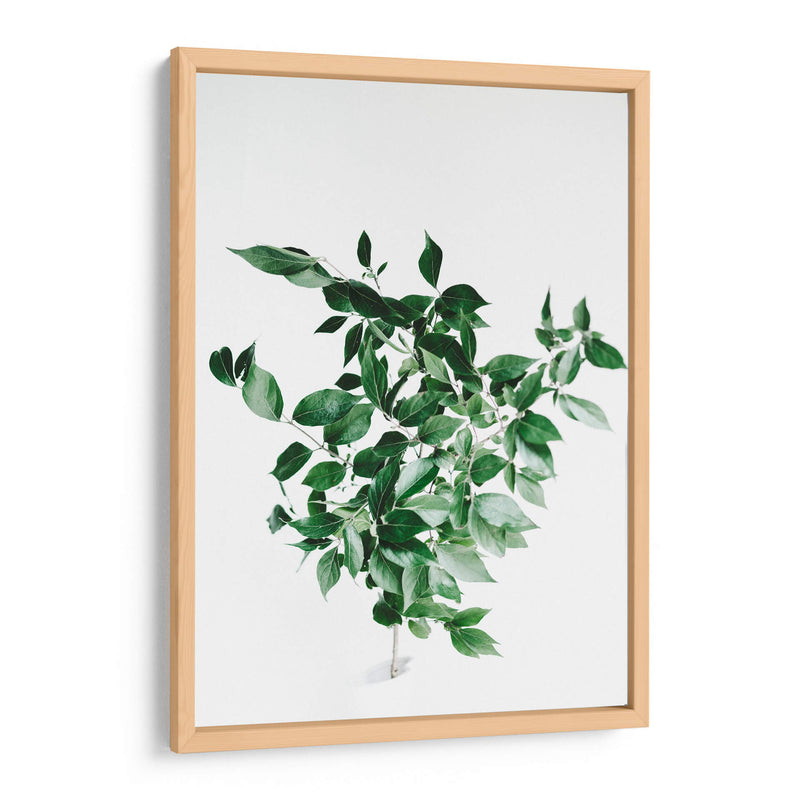 Composición de hojas sobre fondo blanco | Cuadro decorativo de Canvas Lab