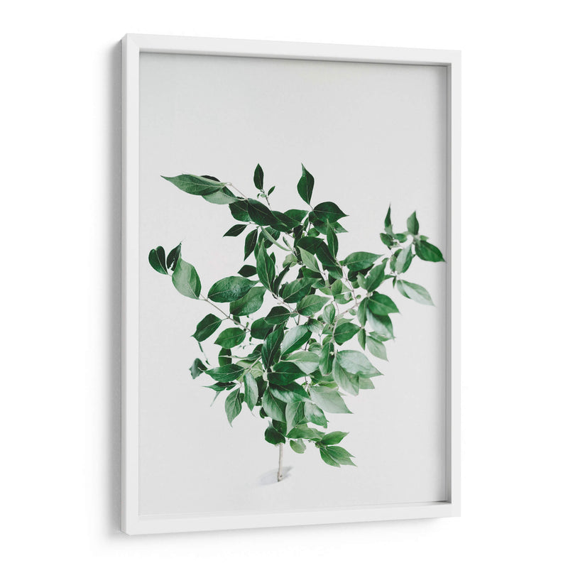 Composición de hojas sobre fondo blanco | Cuadro decorativo de Canvas Lab
