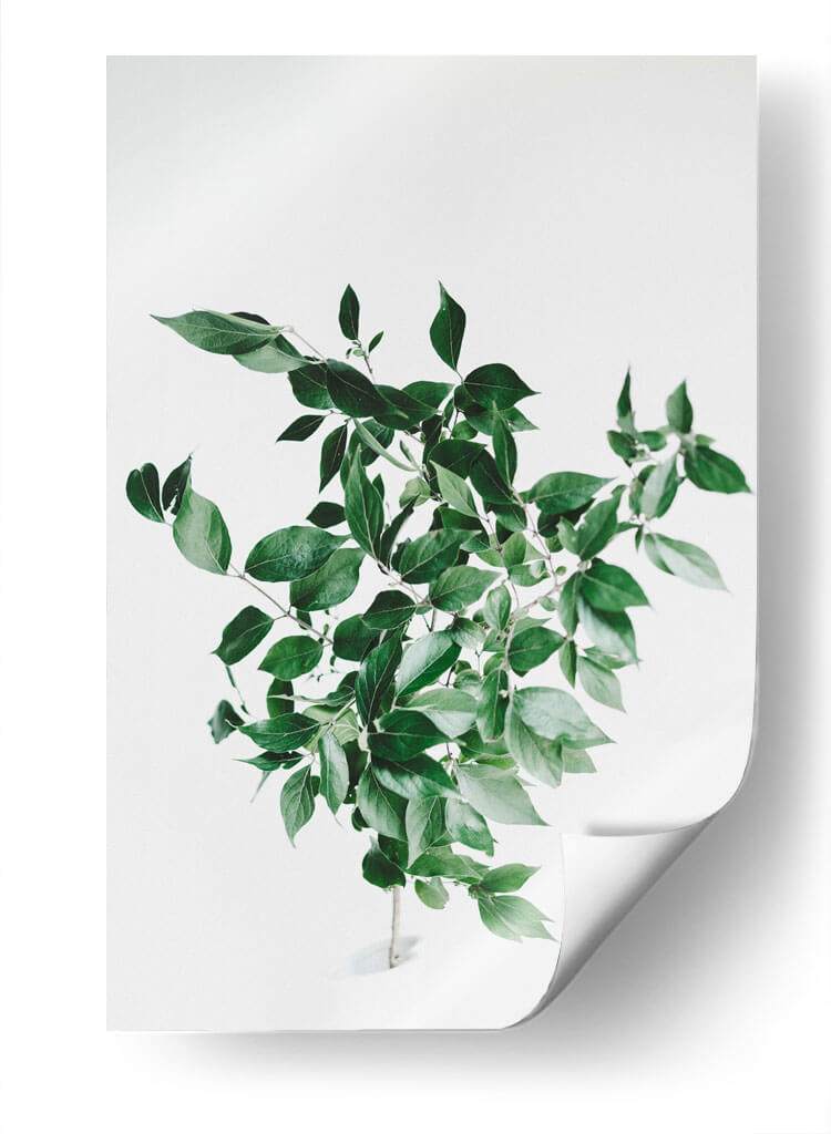 Composición de hojas sobre fondo blanco | Cuadro decorativo de Canvas Lab
