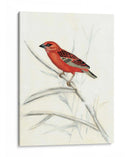 Aviaria Rústica Iv - Naomi McCavitt | Cuadro decorativo de Canvas Lab