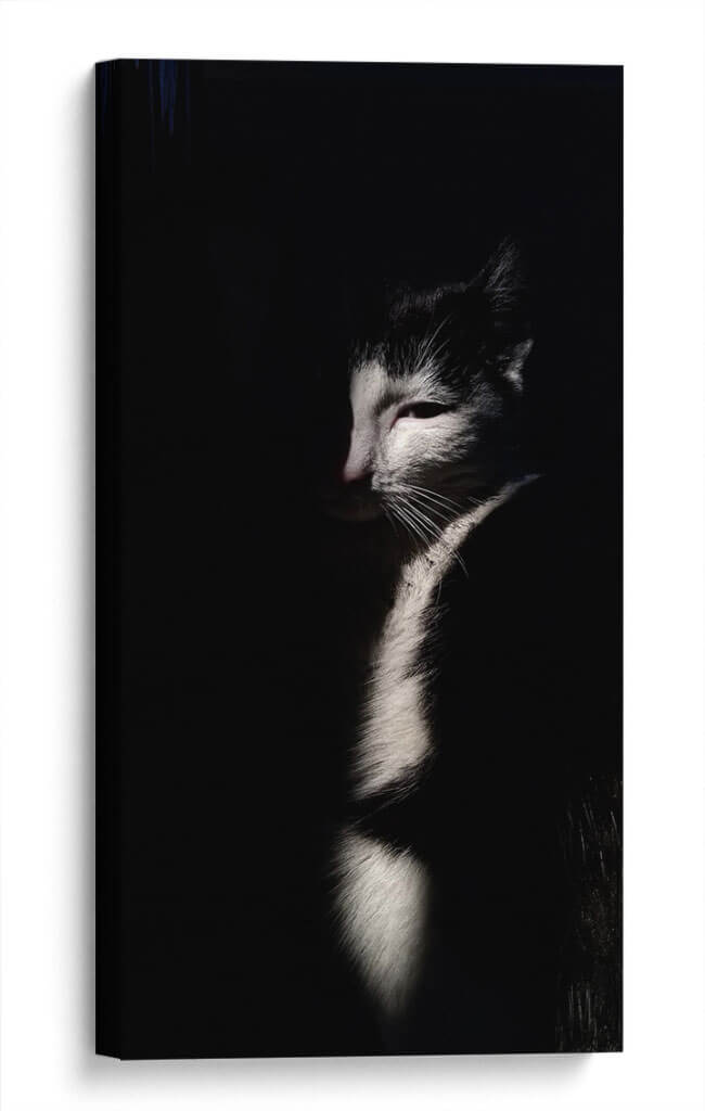 Felino misterioso | Cuadro decorativo de Canvas Lab